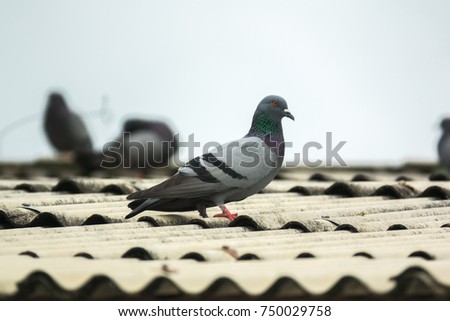 pigeon or dove on roofs. In picture see gray tile roof and a beautiful background of sky and cloud. Pigeon is gray and brown mixed together looking at camera was impressed and fresh (Dove concept)