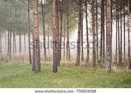 Pine forest early in the morning