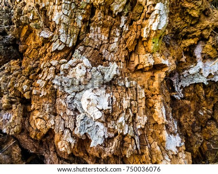 The texture of the trunk of an old tree with a cracked bark.