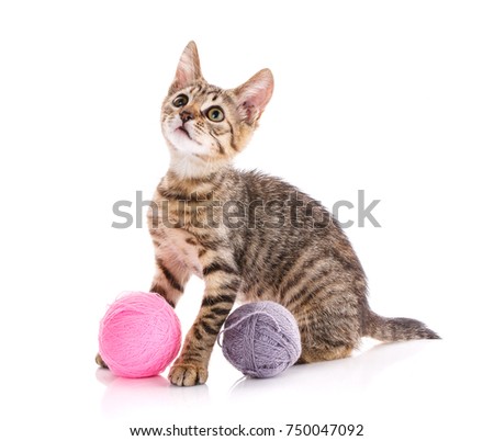 kitten is played with a ball of thread. cat poster. young player in the ball. cat poster. A picture for a calendar or a cat food.