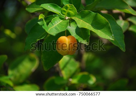 Cerasus The perennial is sweet, sour, like the cold, the leaves are dark green, the flowers are white, pink, round, small, green when it is. Yellow and orange Fully cooked with red