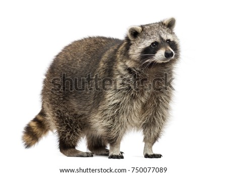 Raccoon, Procyon Iotor, standing, isolated on white Royalty-Free Stock Photo #750077089