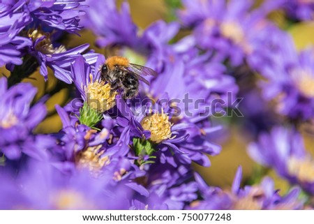 Macro of a honey bee collecting pollen on a violet swan river daisy in summer
