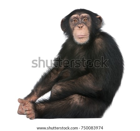 Young Chimpanzee sitting - Simia troglodytes (5 years old) in front of a white background Royalty-Free Stock Photo #750083974