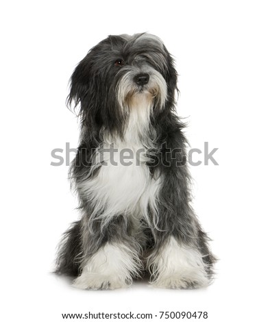 Tibetan Terrier (6 years) in front of a white background