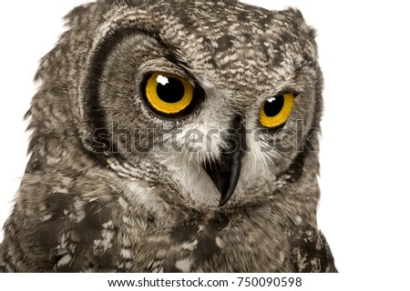 Spotted Eagle-owl - Bubo bubo (8 months) in front of a white background