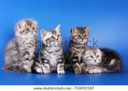 four fluffy kittens skottish fold on blue background