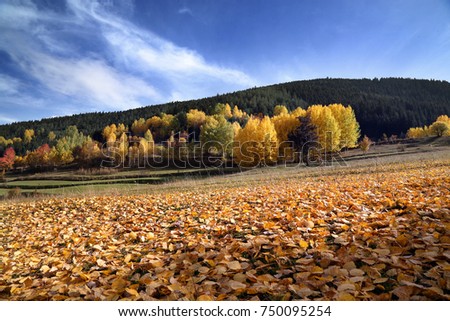 autumn colors  artvin savsat