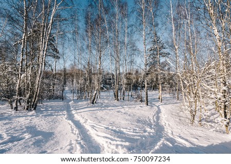 Christmas background from a snowy winter landscape with snow or hoarfrost, covered with a tree - winter magic holiday