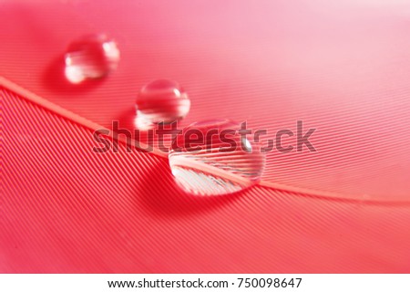 Drops on the pink feather. Gentle soft beautiful artistic close-up photo. Bright abstract macro picture.