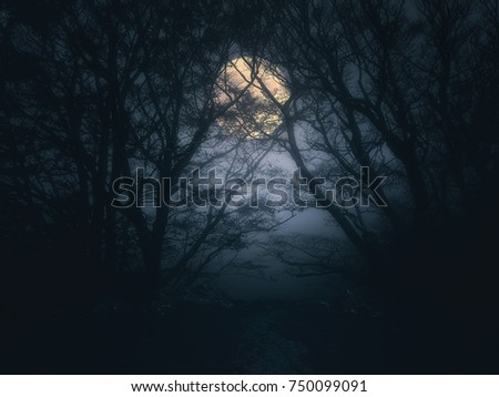 scary forest at night with full moon