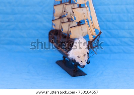 white hamster on a blue background