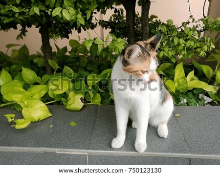 The cute tree colors cat sitting relax in garden