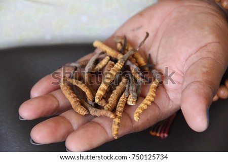 A Nepali woman holds in her hand caterpillars infected by the "Yartsa gunbu" (Ophiocordyceps sinensis) fungus, collected in Dolpa in the Himalayas, Nepal, because believed to be an aphrodisiac. Royalty-Free Stock Photo #750125734