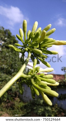 Papaya Flowers pic
