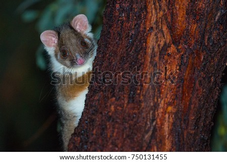Aussie Ringtail Possum Poking out from behind a tree