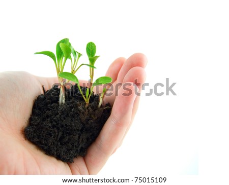seedlings growing in the palm of a hand