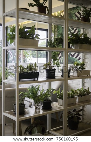 Multiple green plant pots display on shelve, stock photo