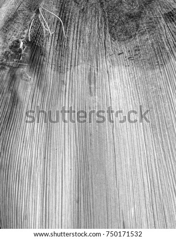 Old wood texture of a gray tree bark  background.