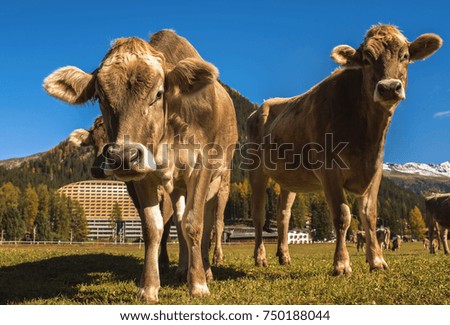 Cows graze on the field in Davos in Switzerland on the background of the Swiss Alps. Davos Switzerland.