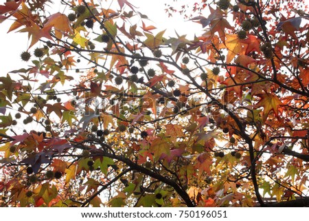autumn colors in a city park