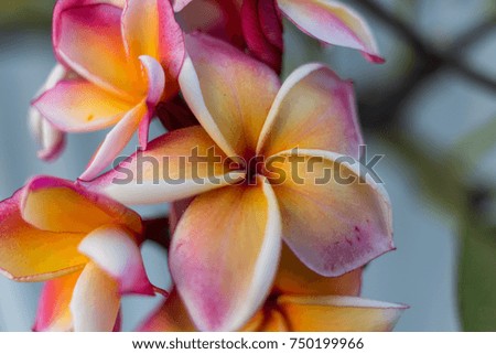 Frangipani flowers beautiful