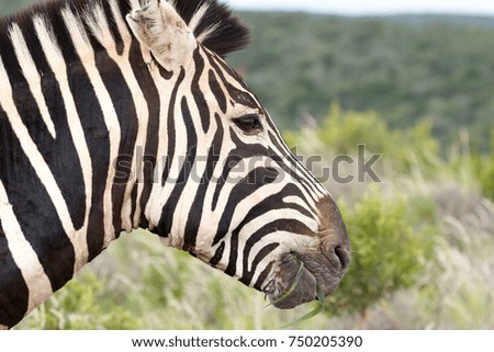 Close up of a Zebra eating grass in the field.