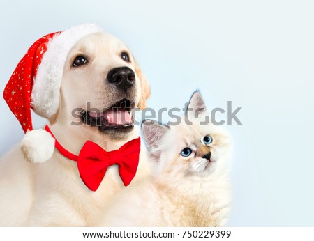 Cat and dog together, neva masquerade kitten, golden retriever looks at right. Puppy with christmas hat and bow. New year mood.
