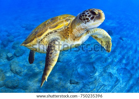 Green Turtle Royalty-Free Stock Photo #750235396