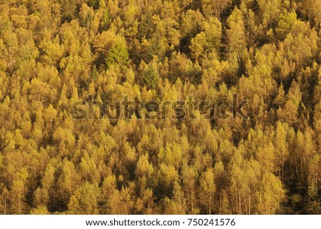 Colorful and bright autumn forest