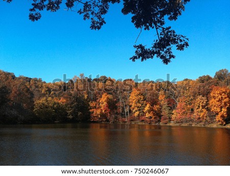 Beautiful autumn forest in park. Autumn landscape with color forest