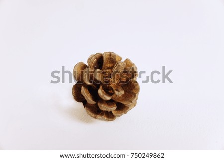 Pines cone flower on isolate white background with copy space