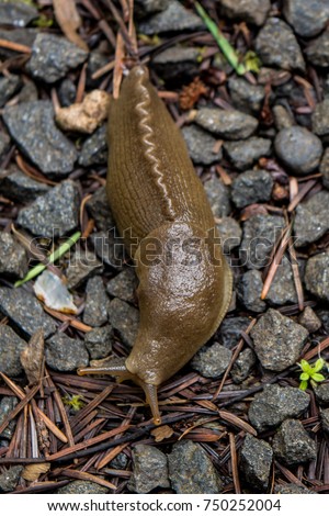 Alsea Falls Banana Slug II: A banana slug moving across gravel at Alsea Falls, Oregon. Royalty-Free Stock Photo #750252004