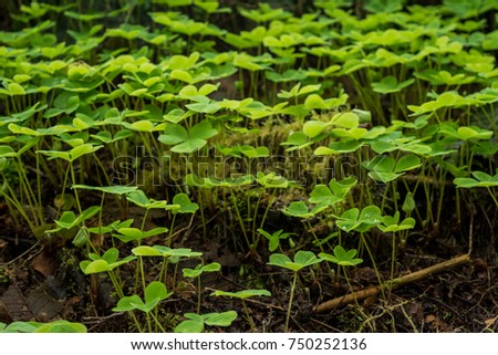 Sourgrass Forest: A small forest of sourgrass. Royalty-Free Stock Photo #750252136
