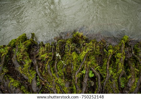 Water's Edge, Oak Creek: Roots creep to the water's edge along Oak Creek. Royalty-Free Stock Photo #750252148