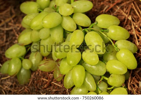 bunch of ripe grapes in the hay