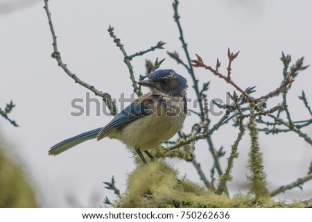 California Scrub-Jay: A California Scrub-Jay hanging out in a tree on Bald Hill in Corvallis, Oregon. Royalty-Free Stock Photo #750262636