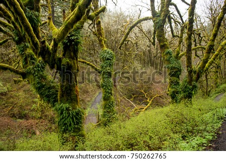 Fern Trees: Ferns are growing out of trees in the pacific northwest. Royalty-Free Stock Photo #750262765