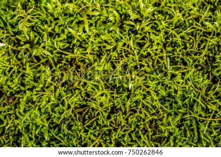 Green Ground Cover: The ground is covered with a thin layer of green foliage. Royalty-Free Stock Photo #750262846
