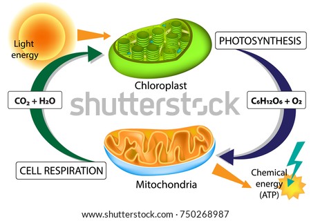 Photosynthesis and Cellular Respiration. Chloroplast and Mitochondria Royalty-Free Stock Photo #750268987