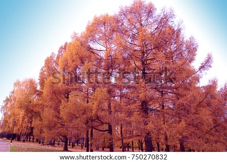 Autumn, golden coniferous trees, larch, against the blue sky.