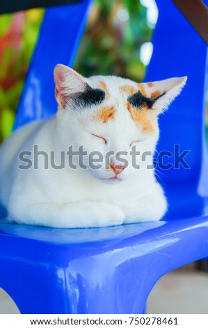 White cat sleeping on a blue chair.