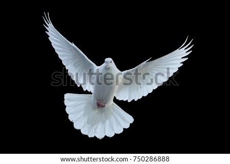 Flying white doves on a black background Royalty-Free Stock Photo #750286888