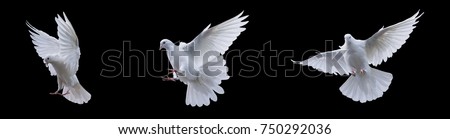 Flying white doves on a black background Royalty-Free Stock Photo #750292036