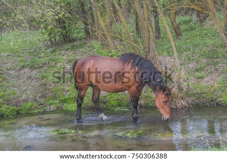 Spring. Horse on the pasture