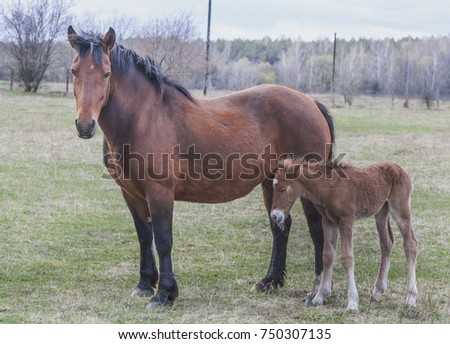 Spring. Horse with a foal in the pasture