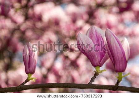 beautiful spring background with magnolia flowers. pink tender buds on branches