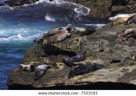 Wild seals fish and play in waters of Baja California