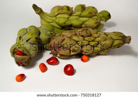Red bright magnolia seed in green pods on a white background