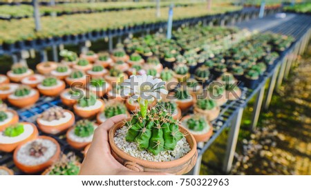 Cactus in pot, Cactus garden, Cactus farm